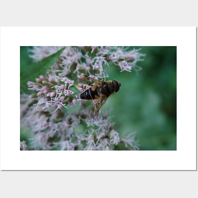 Bee And Moth On Water Hemp Flower Wall Art by Pirino